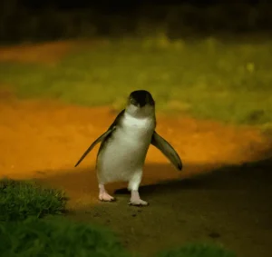 phillip island penguin tour