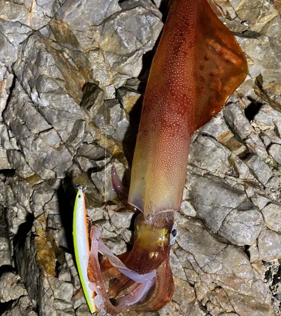 Chasing Squid