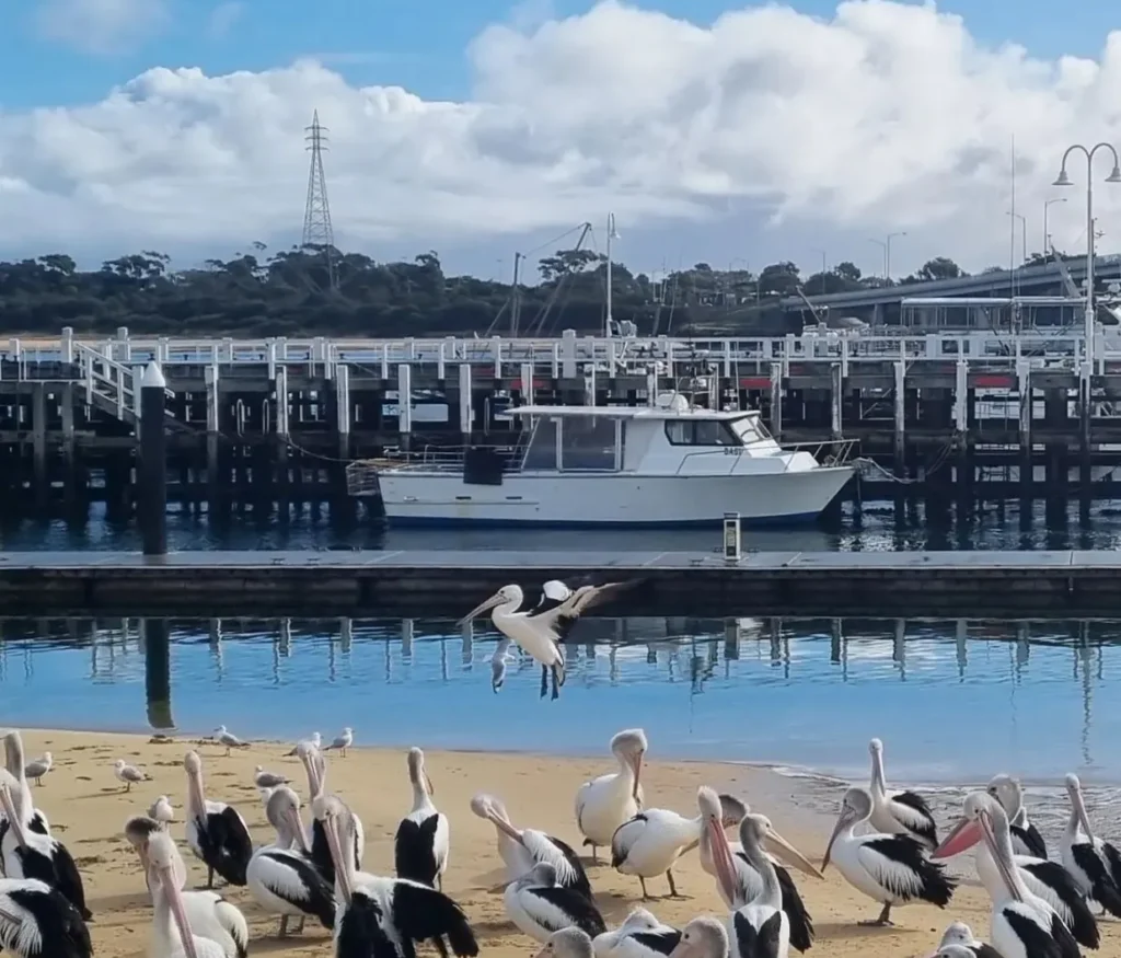 San Remo Gateway to Fishing off Phillip Island
